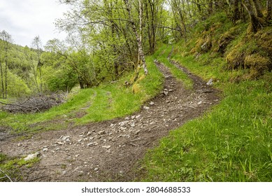 Winding dirt path cuts through lush green forest. Mossy stones and grass frame the trail's edges. Trees loom tall, their leaves rustle in breeze. Soft light filters through canopy overhead