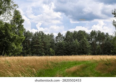 A winding dirt path cuts through a sun-drenched field of tall, dry grass, leading towards a thick evergreen forest on a partly cloudy day