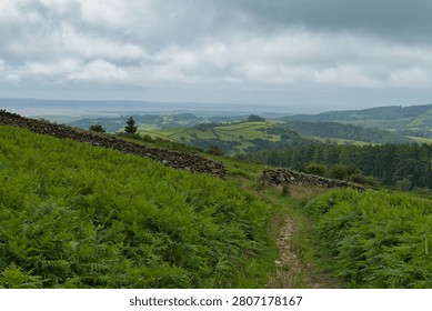 A winding dirt path leads through vibrant green ferns and a stone wall across a hilly landscape under a cloudy sky. Distant hills and a body of water are visible on the horizon in Cumbria – North West – UK