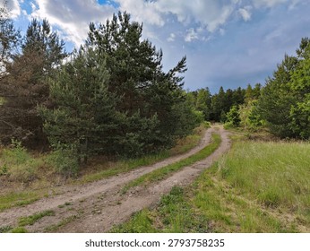 Winding dirt path through a dense pine forest with tall green trees and wild grasses under partly cloudy skies. Serene natural landscape ideal for hiking, nature photography, or outdoor adventures in 