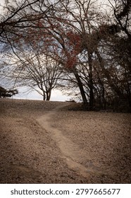 A winding dirt path through a forest floor covered in fallen leaves.