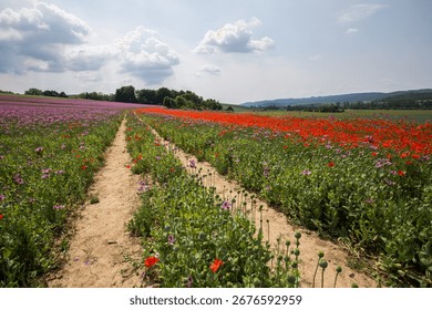 Winding Dirt Path Traversing Between Vast Purple and Red Poppy Fields in Full Bloom with Green Stems and Buds Under Partly Cloudy Blue Sky in Serene Rural Rolling Hills Landscape