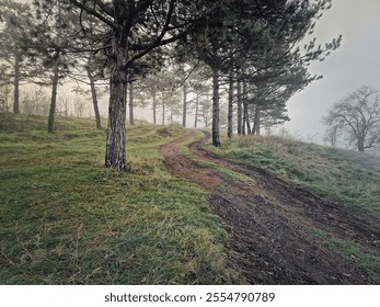 Winding dirt path uphill through a forested area with tall pine trees. Misty scene, tranquil atmosphere with ground is covered in green frosted grass - Powered by Shutterstock