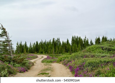 Winding Dirt Road Near Churchill, Manitoba