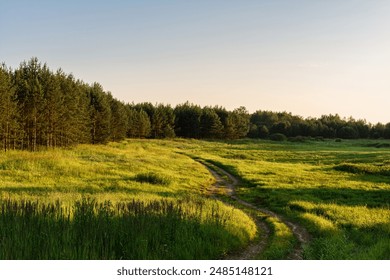 A winding dirt road passes through a forest clearing. Pine trees grow along the edges of the green grassy meadow. Summer landscape with clear sky and long shadows during sunset - Powered by Shutterstock