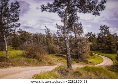 Winding Dusty Dirt Road on a Hillside Through a Coniferous Forest with Pine Trees Between Glades with Green Grass and Bushes Under a Blue Cloudy Sky (Kornos, Larnaca District, Cyprus)