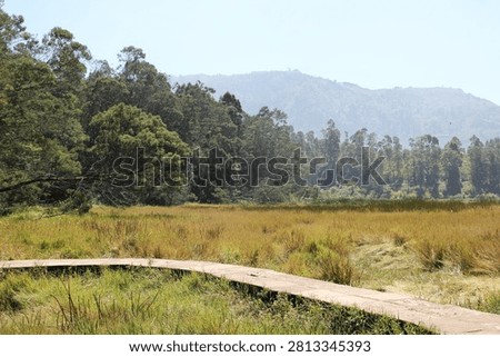 A winding, empty footpath creeping wild grass  trees jutting out misty hills a brilliant sky.