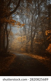 A winding empty road through a dense misty forest during autumn with golden yellow leaves covering the ground and tree canopy.