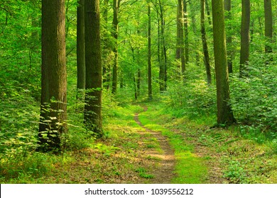Winding Footpath through Sunny Green Forest of Deciduous Trees in Summer
