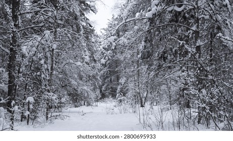 Winding forest path lined by tall evergreen and birch trees heavily laden with fresh snow, low winter light casting soft neutral tones across snowpacked