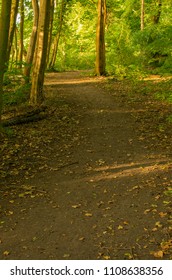 Winding forest path at sunset