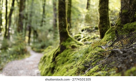 A winding forest path surrounded by vibrant green moss-covered trees in soft natural daylight.