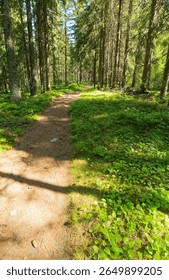 Winding forest path through lush green woodland with dappled sunlight