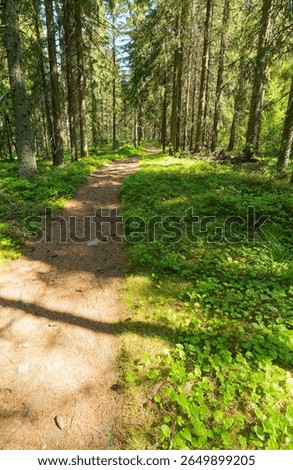 Winding forest path through lush green woodland with dappled sunlight