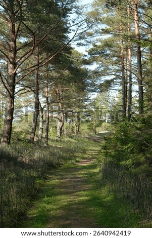 Winding Forest Path Through a Sun-Dappled Pine Woods
