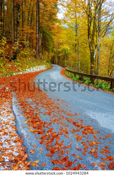Winding forest road in beautiful autumn colors\
near Bohinj lake in\
Slovenia