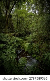 A winding forest stream flows through dense woodland with abundant ferns and lush green vegetation beneath a thick canopy of trees in the Knysna Forest.