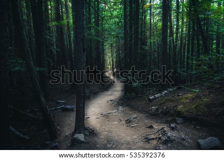 Winding forest trail.