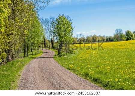 Winding gravel road by a dandelion flowering meadow in the countryside