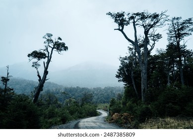 A winding gravel road through a dense forest on a misty day, with tall, bare trees on the sides and mountains in the background shrouded in fog. - Powered by Shutterstock