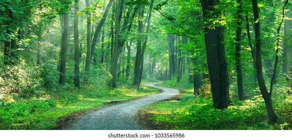 Winding gravel road through sunny green Forest illuminated by sunbeams through mist