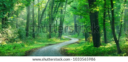 Winding gravel road through sunny green Forest illuminated by sunbeams through mist