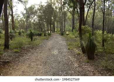 Winding Gravel Track In Open Eucalypt Forest