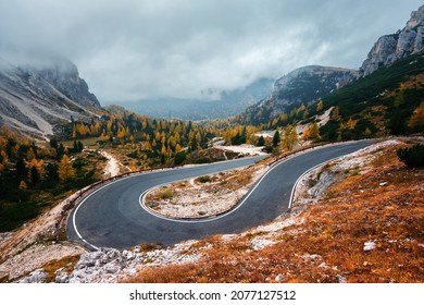 Winding mountains road leading to Three peaks of Lavaredo in Tre Cime di Lavaredo National Park in Dolomite Alps. Orange grass and lush larches forest around. Autumn in Dolomites, Italy
