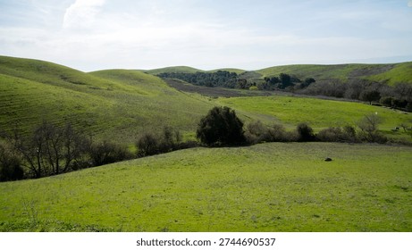 A winding path cuts through rolling green hills covered in vibrant grass, dotted with scattered trees and shrubs. The gentle slopes and open terrain create a calm, inviting landscape beneath a clear, softly lit sky.