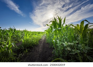 A winding path cuts through towering corn plants, basking in the golden hues of a summer afternoon beneath a vast, dynamic sky.