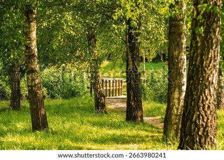 A winding path disappears into a tranquil birch grove, leading toward a rustic wooden bridge bathed in warm, dappled sunlight. The scene is full of vibrant greens and golden light.