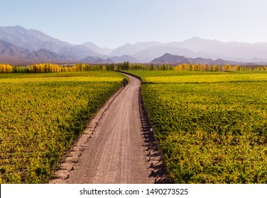 Winding path down Vineyard, leading towards nature, view of mountain background, blue clear sky and green winery. Perspective, goal, outdoors, nature, travel concepts. Mendoza, Argentina - Powered by Shutterstock