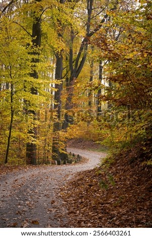 Winding Path Through an Autumn Forest with Overhanging Leaves