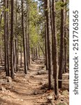 A winding path through a dense forest, lined with tall trees on a sunny day - Ypsilon Lake Trail in Rocky Mountain National Park, USA