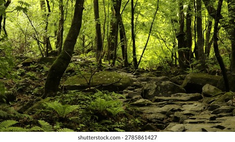 A winding path through a dense forest with moss-covered rocks and ferns, evoking a sense of imagination, tranquil meditation, and untouched wilderness. This natural landscape offers a peaceful escape