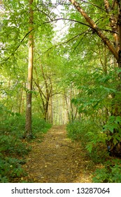 winding path through misty forest
