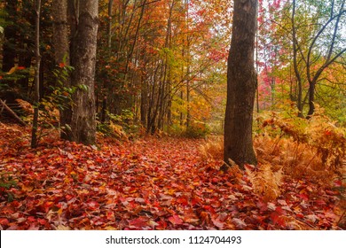 Winding Path Wandering Though Red Birch Trees On A Quiet Autumn Day In Vermont Perfect For Hiking