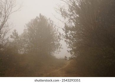 A winding pathway leads through a dense forest, enveloped in thick fog. Tall trees create a mysterious atmosphere on a quiet autumn morning. - Powered by Shutterstock