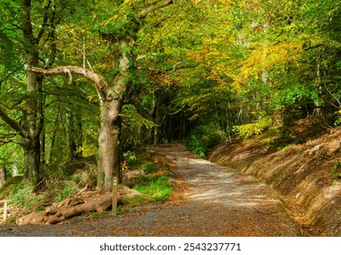 Winding pathway through a forest with Autumn colours starting to show - Powered by Shutterstock