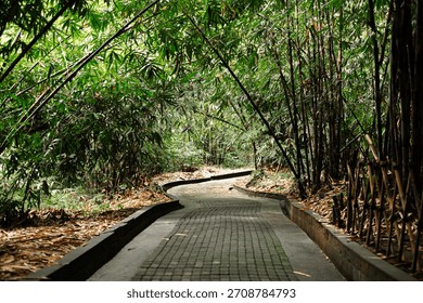 Winding paved path through a dense bamboo forest in Bali, Indonesia. Tall green bamboo stalks and lush leaves create a natural canopy with filtering daylight.