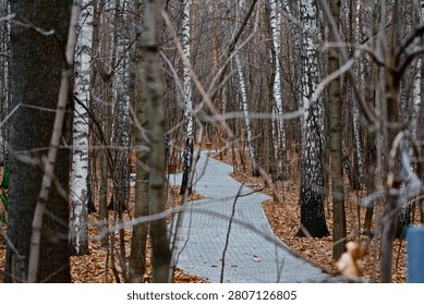 A winding paved pathway cuts through a dense birch forest in central Russia during autumn, with bare branches framing the composition and fallen leaves carpeting the forest floor. The overcast daylight creates a muted, contemplative atmosphere typical of early winter transition in temperate regions. Available for editorial and commercial licensing.