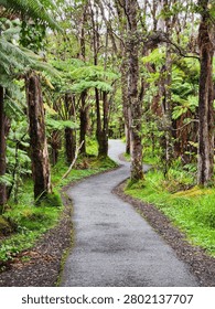 Winding paved pathway through a lush tropical rainforest surrounded by towering tree ferns and native forest vegetation. Scenic nature trail leading through a vibrant green woodland landscape, offering a peaceful atmosphere for hiking, eco-tourism, outdoor recreation, and travel photography.