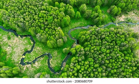 Winding river between forest. Ecologically clean area of the planet. Aerial view from drone.