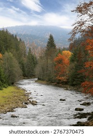 A winding river flows through a dense forest displaying vibrant autumn colors with a misty mountain range in the background under a cloudy sky