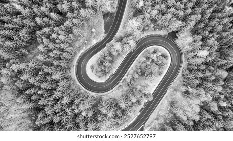 A winding road cuts through a lush forest, with tall trees lining both sides. The black and white capture emphasizes the curves of the road and the texture of the foliage. - Powered by Shutterstock