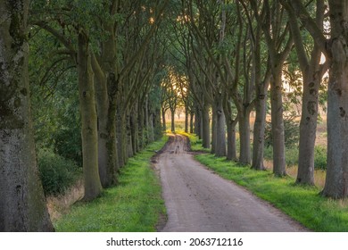 Winding Road With Symmetrical Lines Of Trees In Dutch Countryside During Sunset