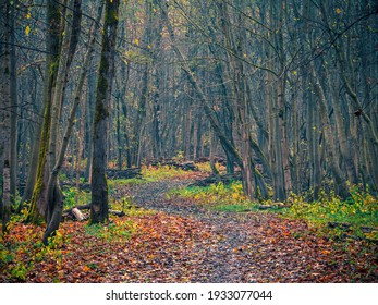 Winding Road Through Forest Images Stock Photos Vectors Shutterstock