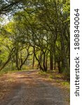 Winding Road Through a Shady Lowland Forest