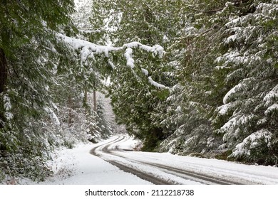 Winding road through a wintery snowy pine forest