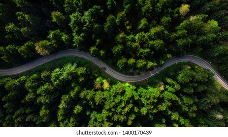 Winding Road Trough Dense Pine Forest. Aerial Drone View, Top Down.